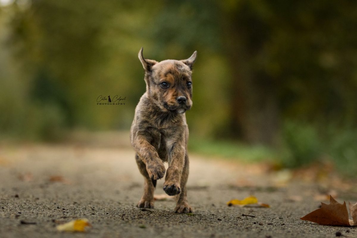 Raven - Chien à adopter