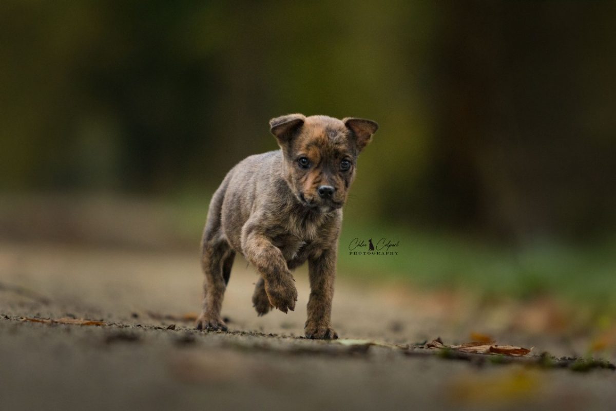 Raven - Chien à adopter - photo 2