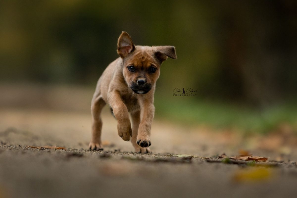 Rune - Chien à adopter