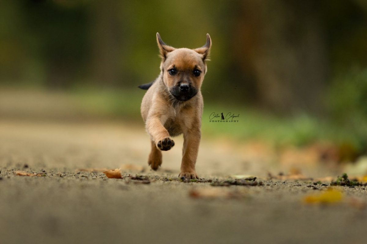 Siobhan - Chien à adopter