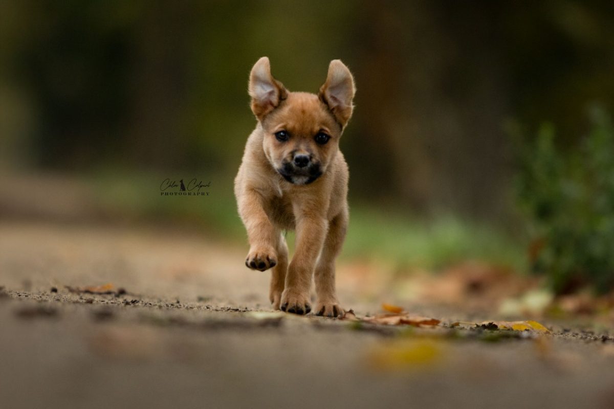 Sienna - Chien à adopter