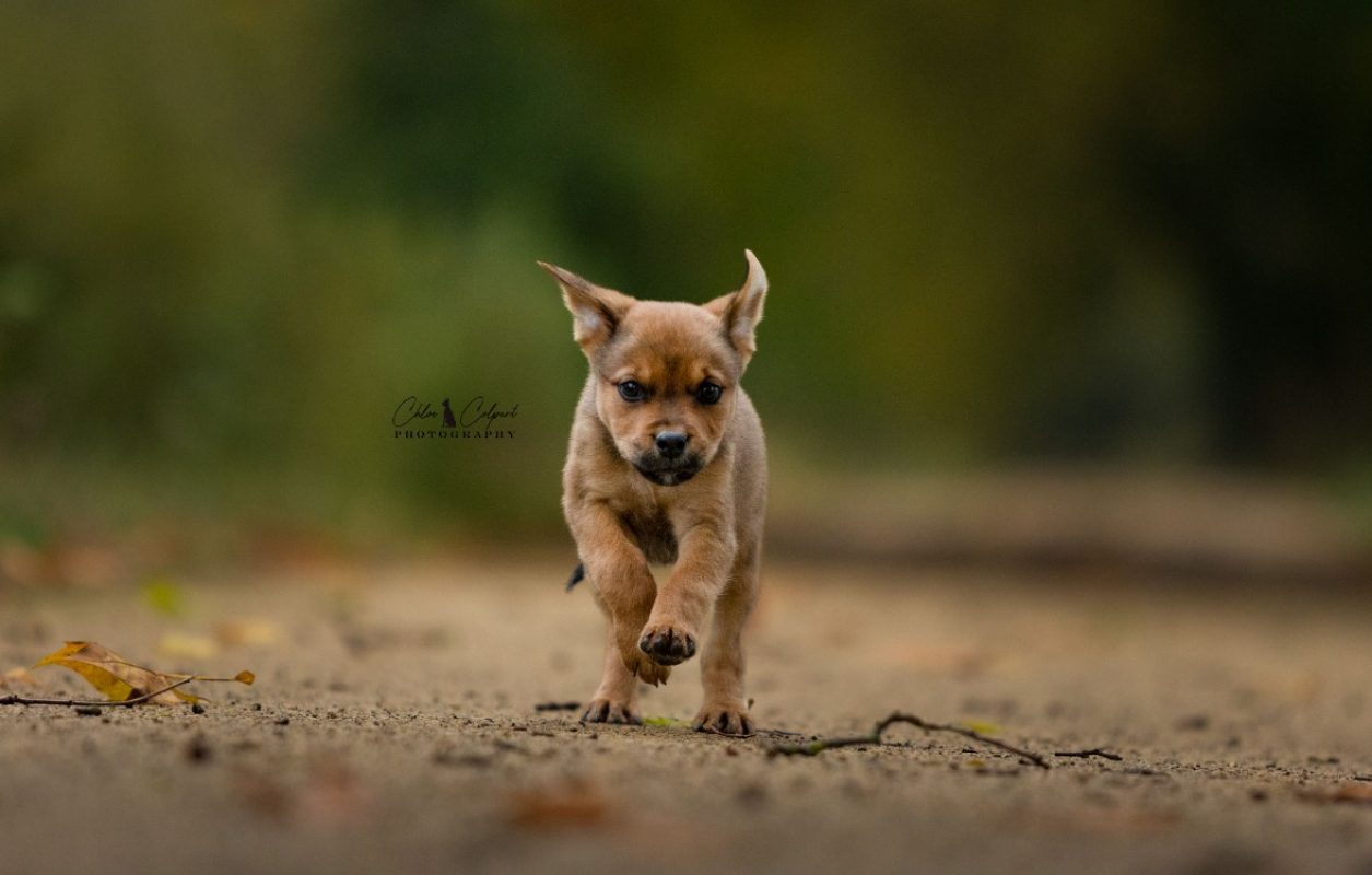 Rowan - Chien à adopter