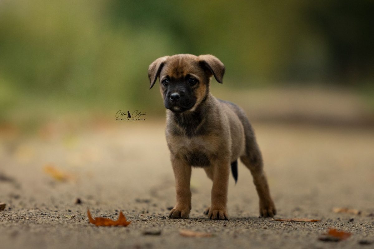 Bram - Chien à adopter