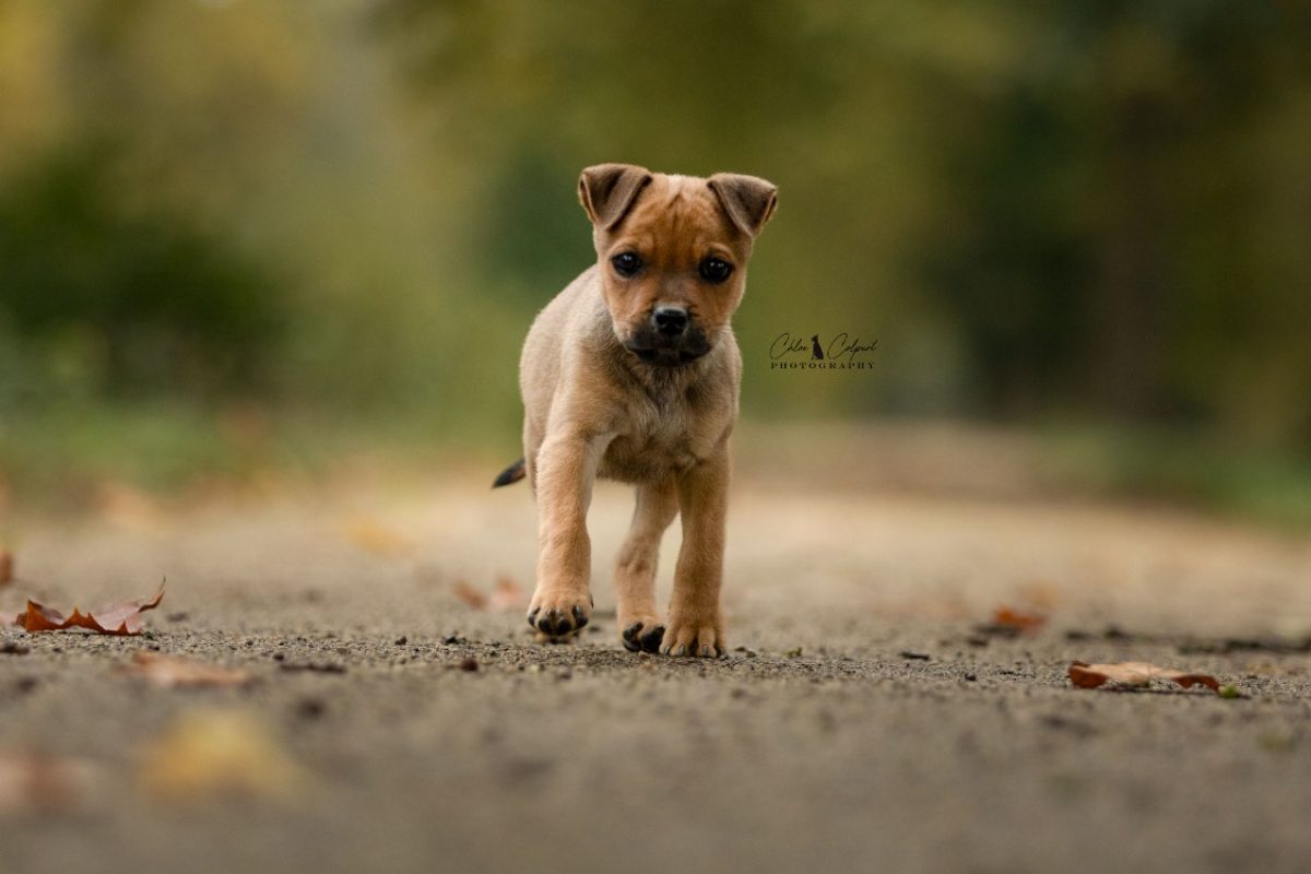 Burton - Chien à adopter