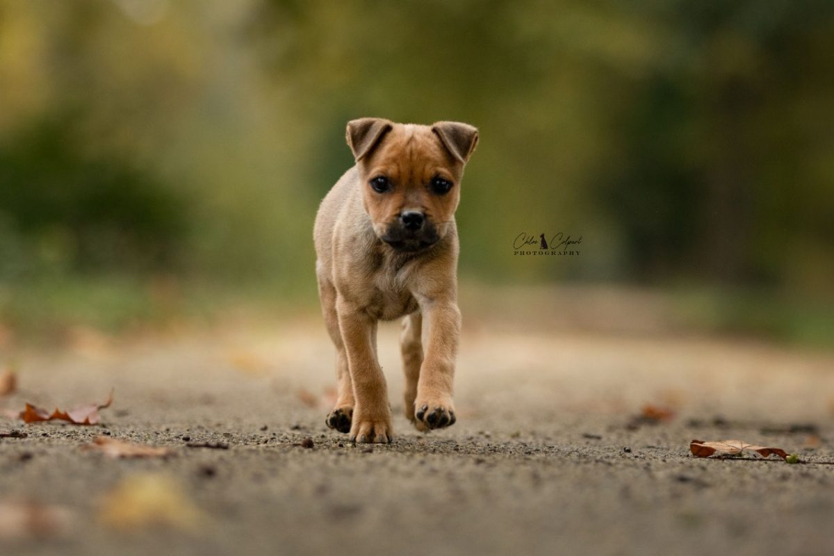 Burton - Chien à adopter - photo 2