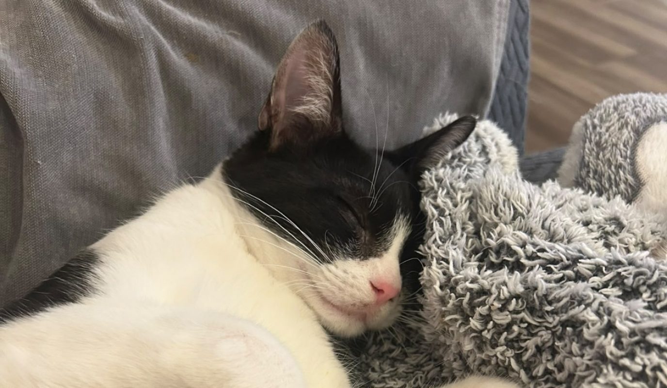 Luffy - Chat Européen à adopter