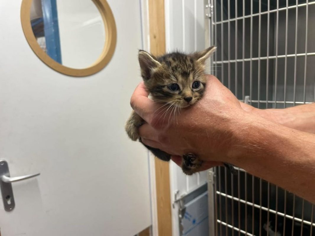 Bourriquet - Chat Européen à adopter