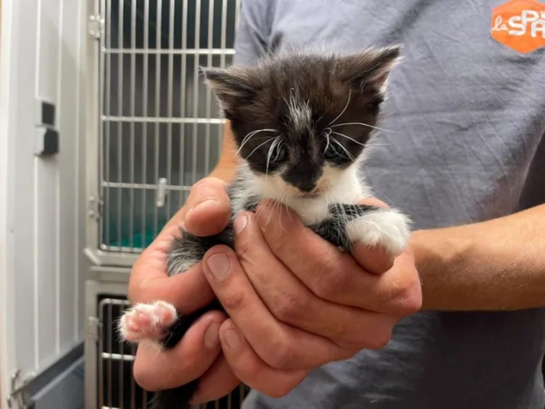 Peter pan - Chat Européen à adopter