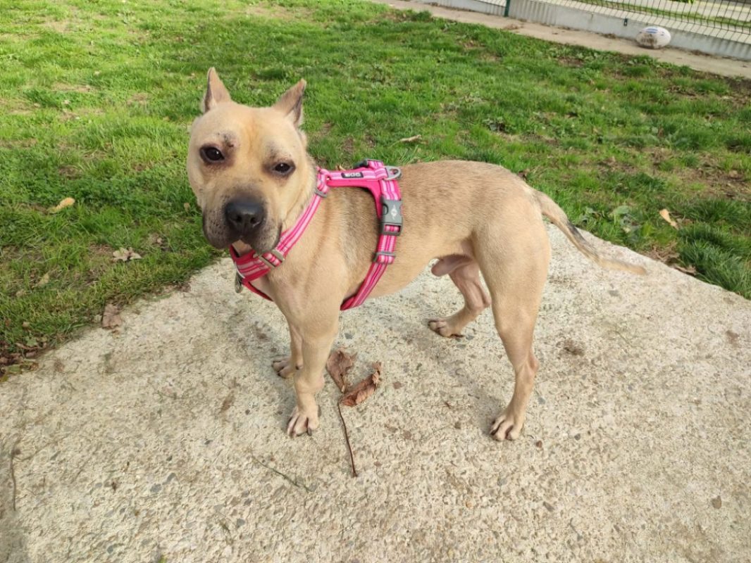 Trotty - Chien à adopter