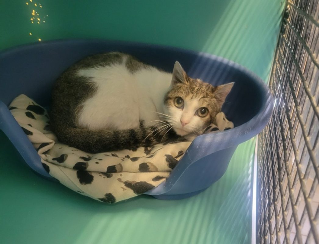 Oli - Chat Européen à adopter