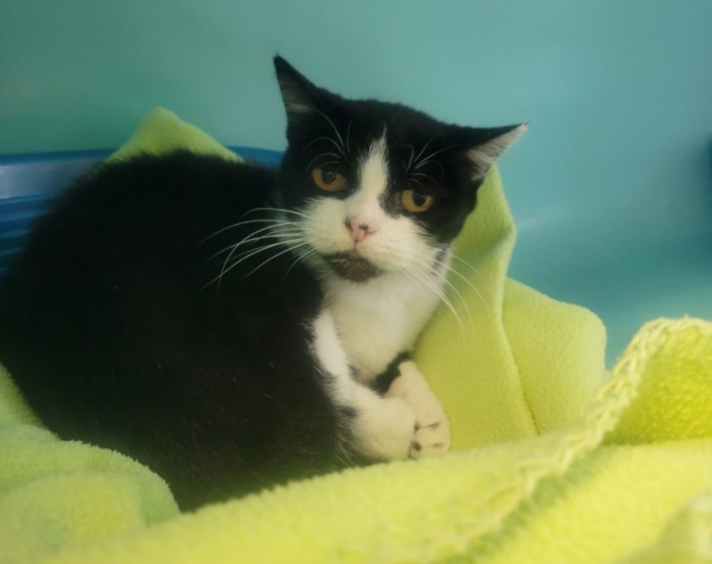 Kuma - Chat Européen à adopter