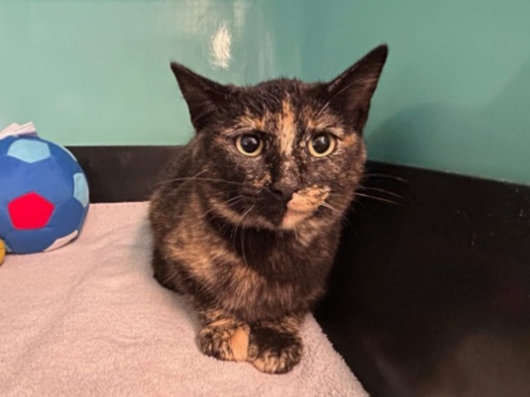 Briochette a trouve sa famille - Chat Européen à adopter