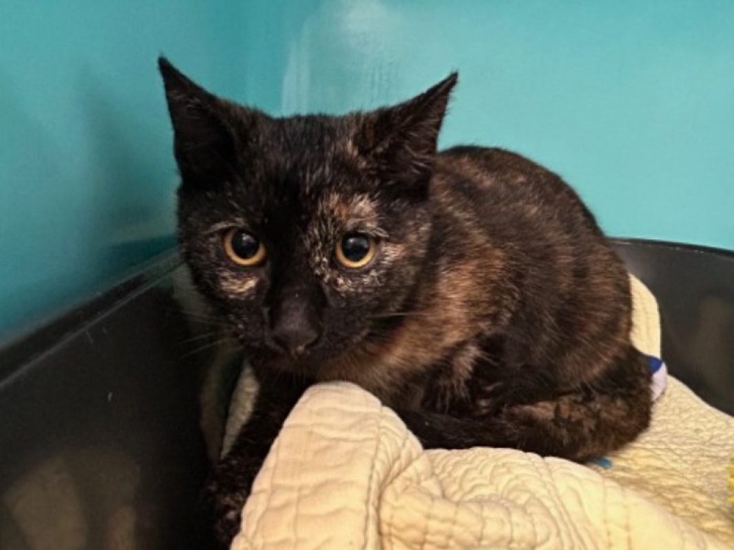 Gaufrette - Chat Européen à adopter