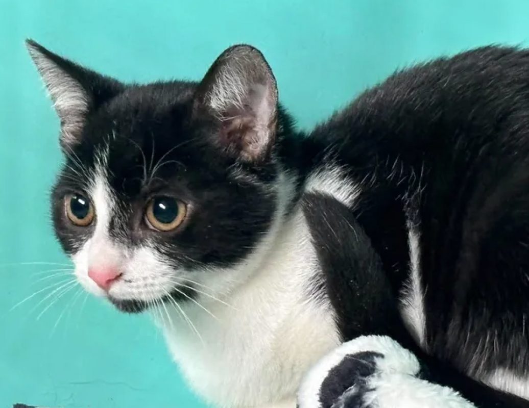 Birdy - Chat Européen à adopter