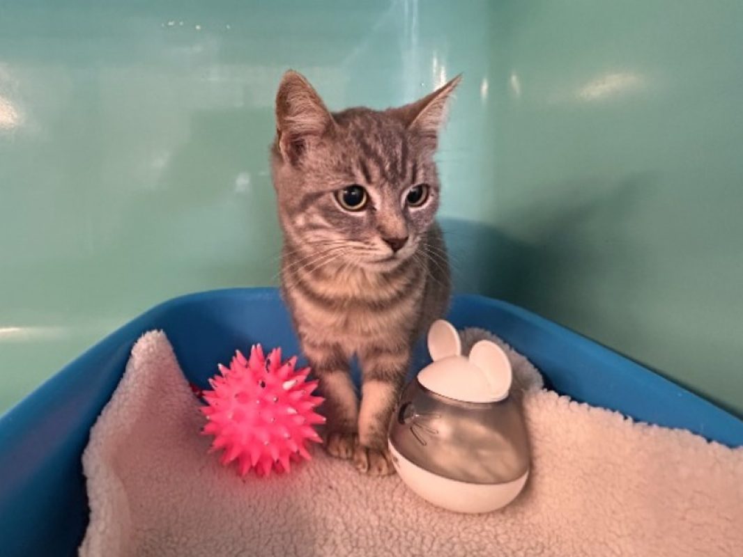 Brioche - Chat Européen à adopter