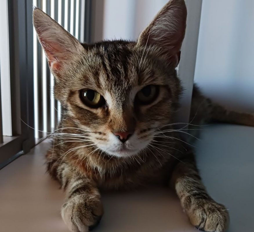 Coco - Chat Européen à adopter
