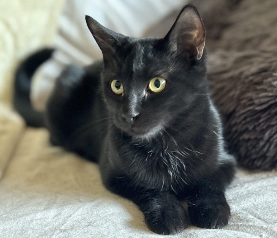 Baya - Chat Européen à adopter