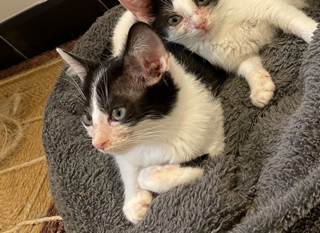 Lunny - Chat Européen à adopter