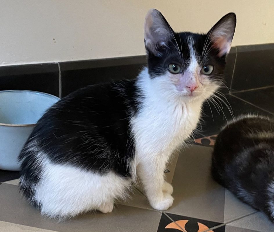 Lunny - Chat Européen à adopter - photo 2