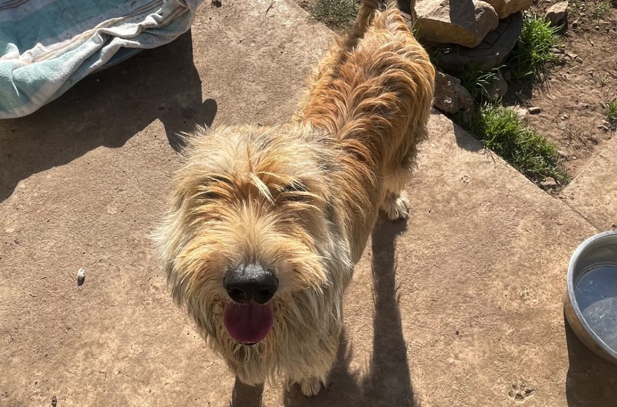 Ubah/didou - Chien à adopter