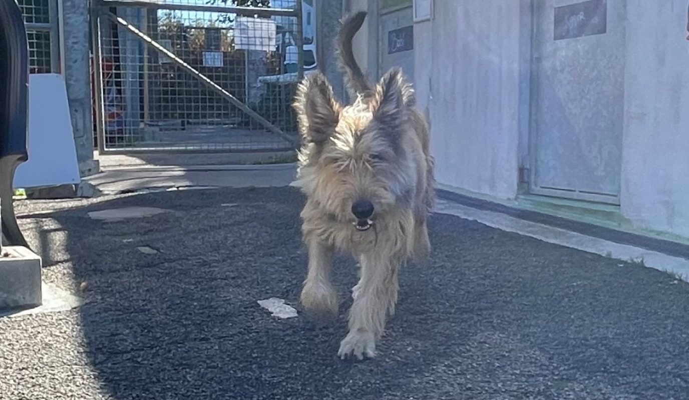 Ubah/didou - Chien à adopter - photo 2