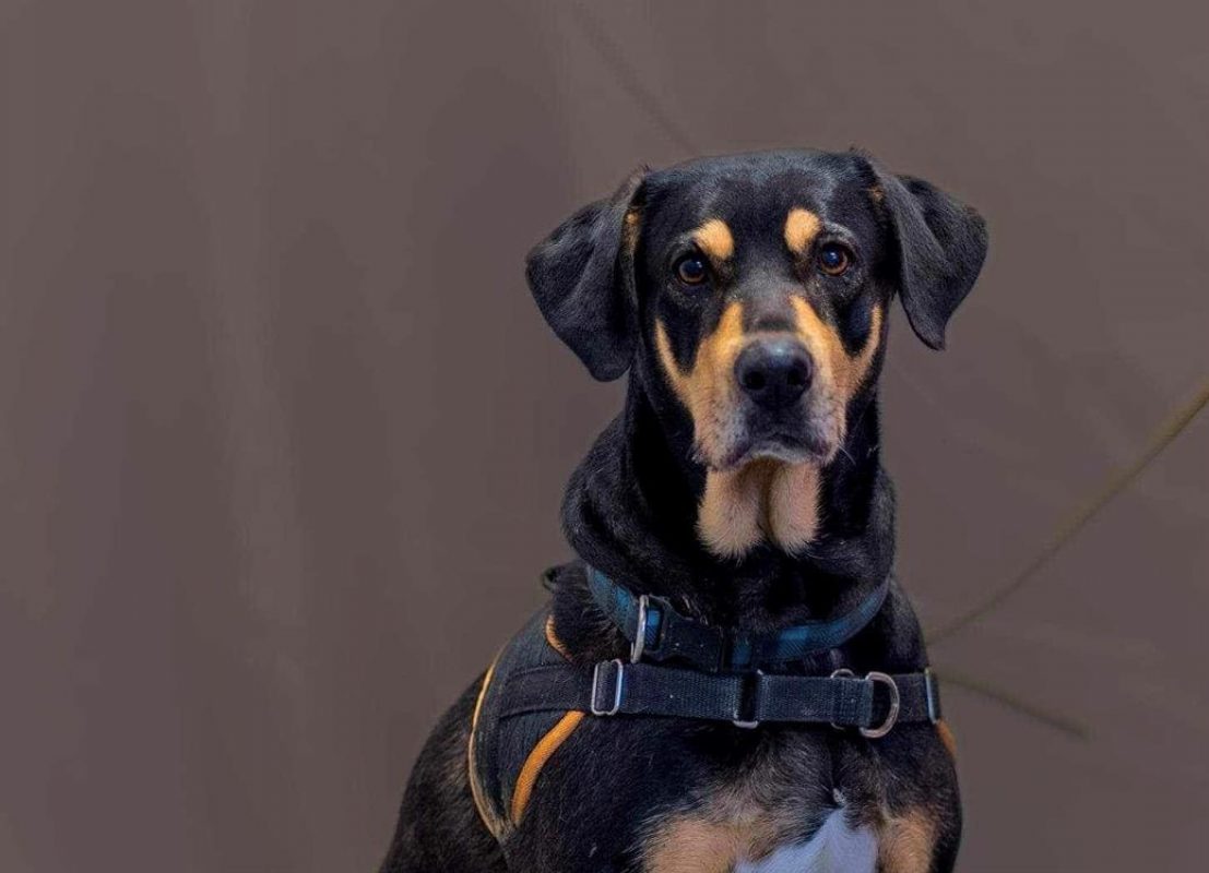 Jade - Chien à adopter - photo 17