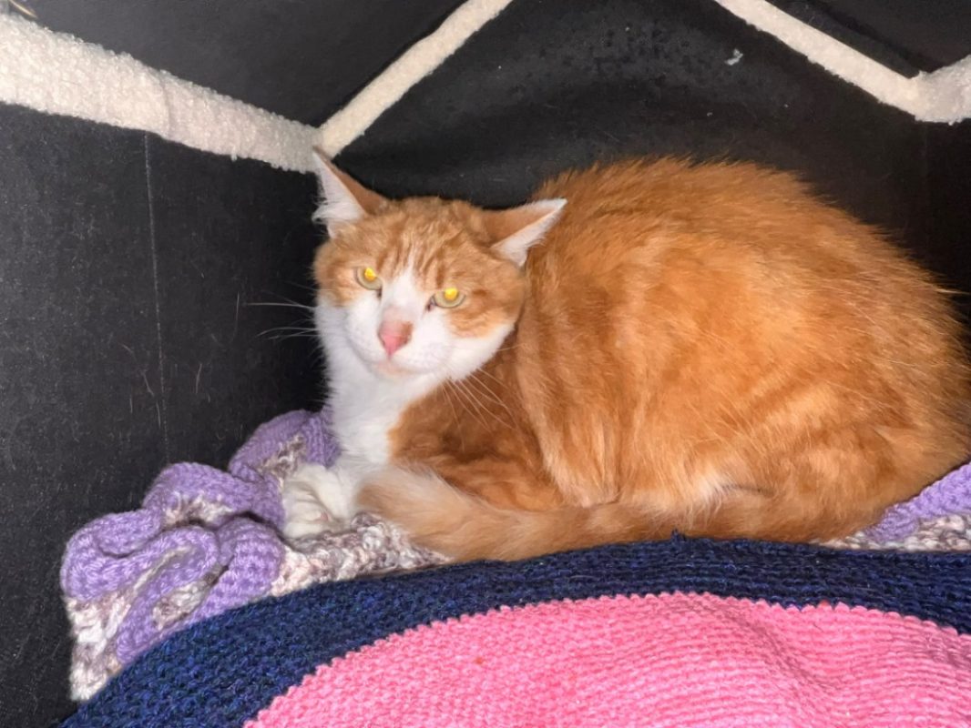 Peche - Chat Européen à adopter