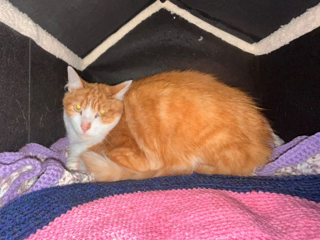 Peche - Chat Européen à adopter - photo 2