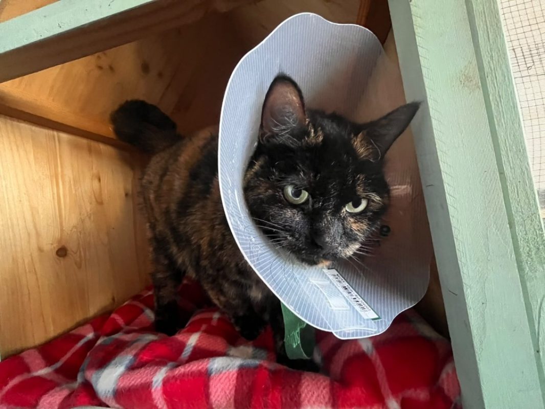 Mia - Chat Européen à adopter
