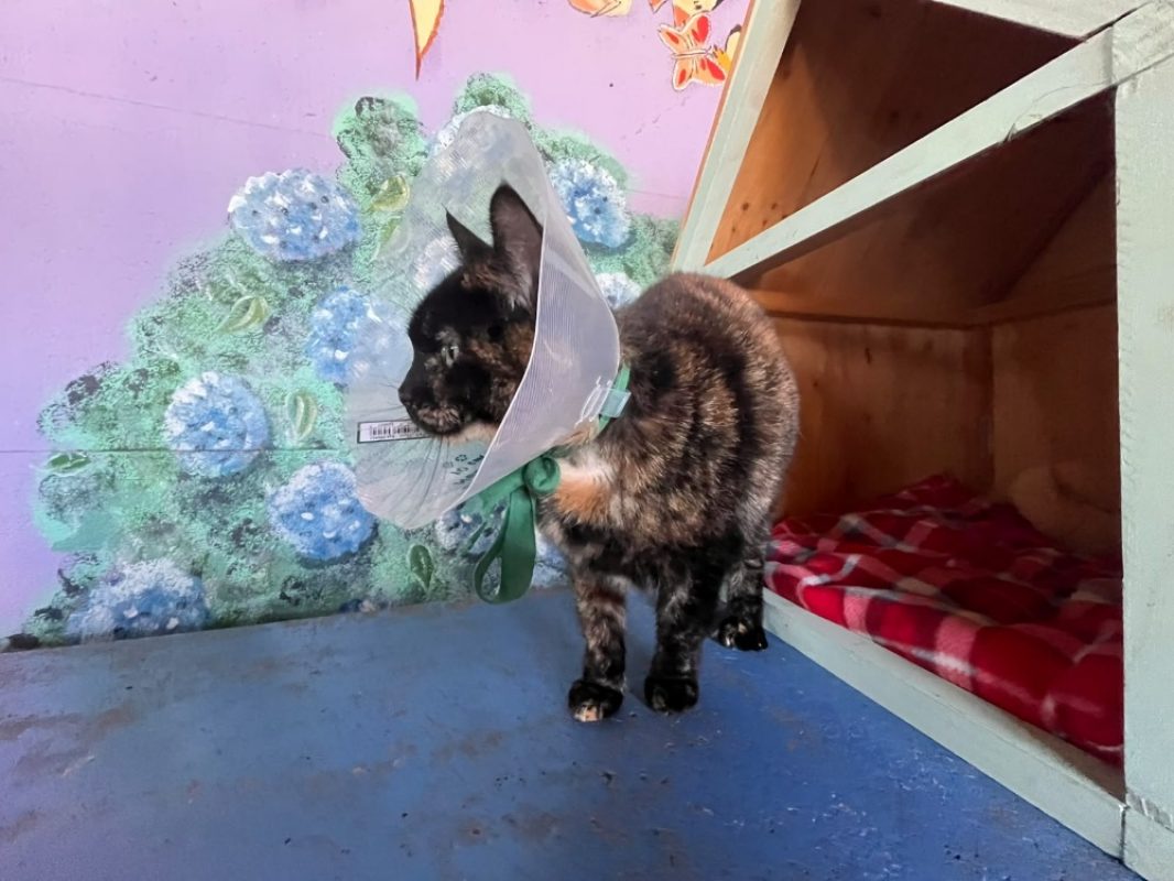 Mia - Chat Européen à adopter - photo 2