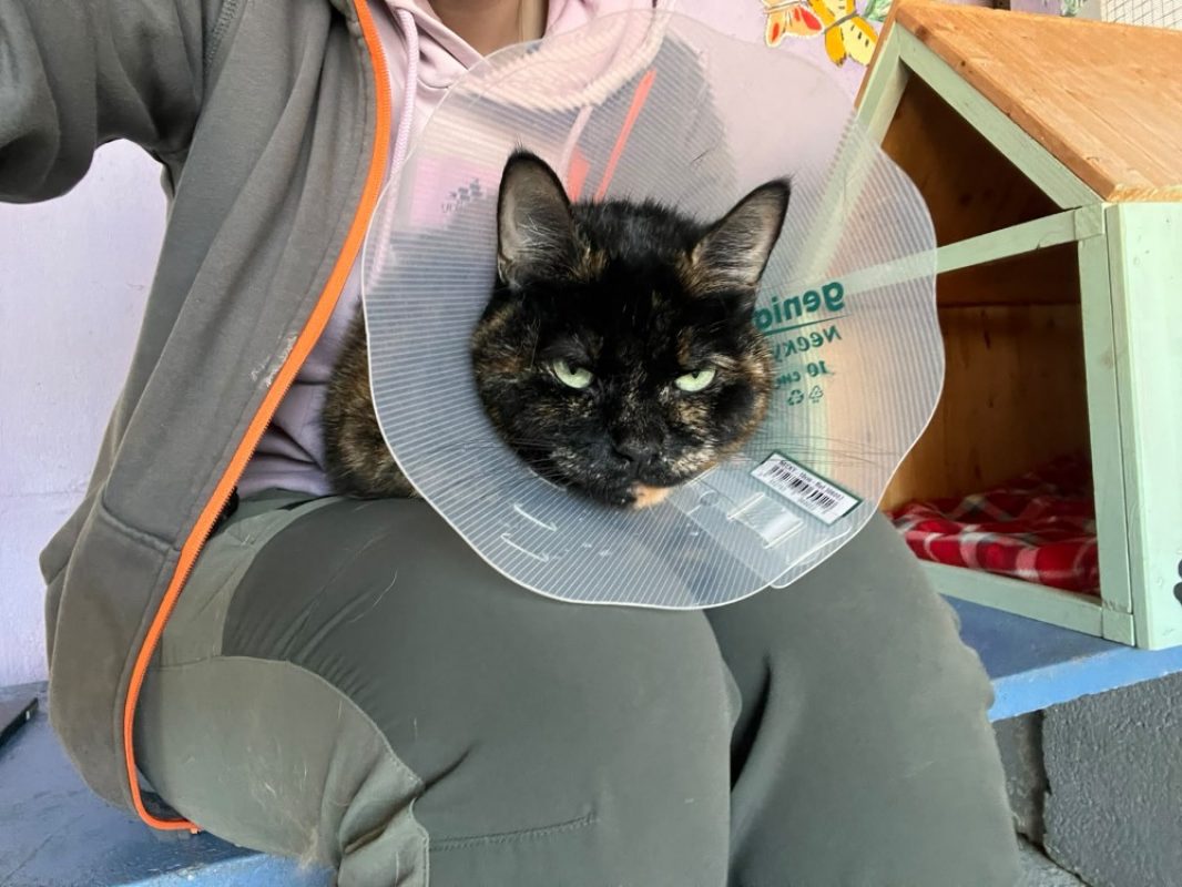 Mia - Chat Européen à adopter - photo 3