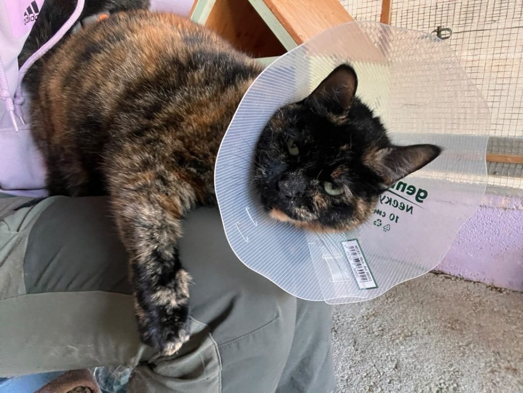 Mia - Chat Européen à adopter - photo 4
