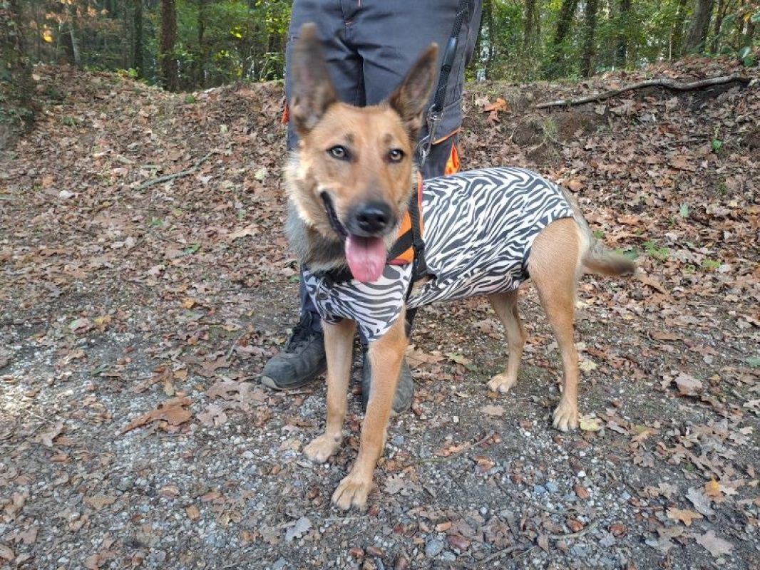 Vivi - Chien Berger à adopter