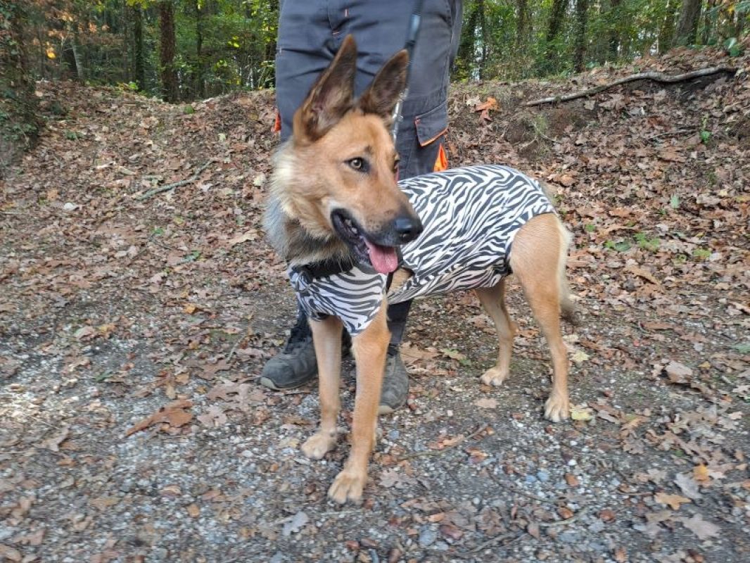 Vivi - Chien Berger à adopter - photo 2