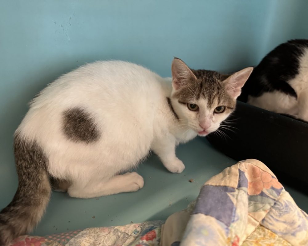 Nedjem - Chat Européen à adopter