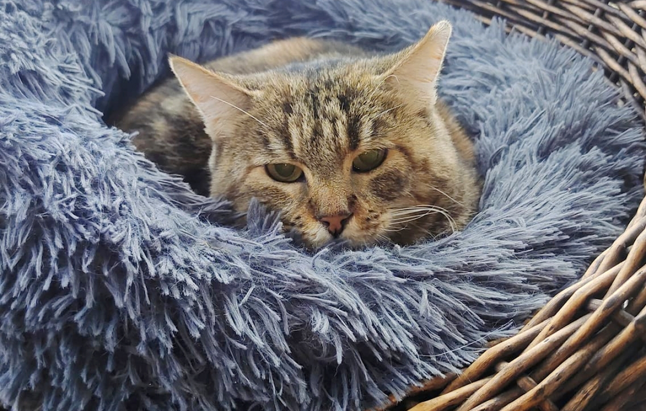 Photo #2 de Bricette