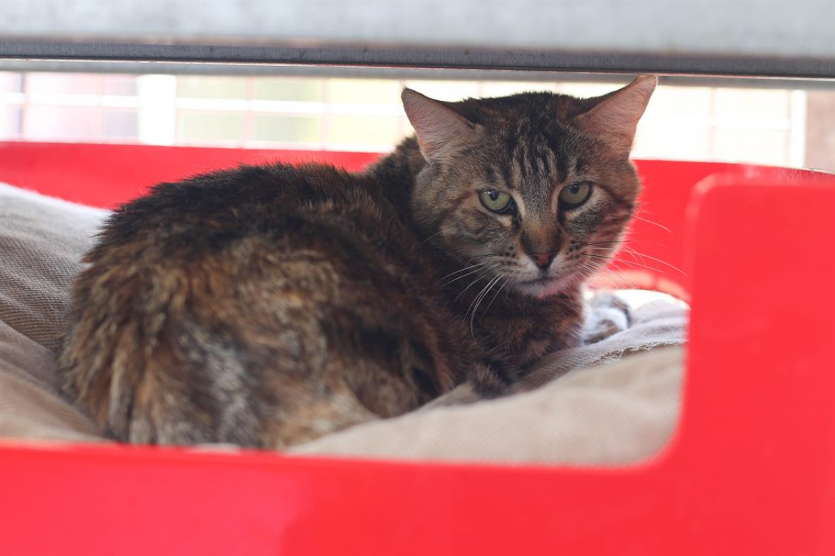 Photo #1 de Bricette