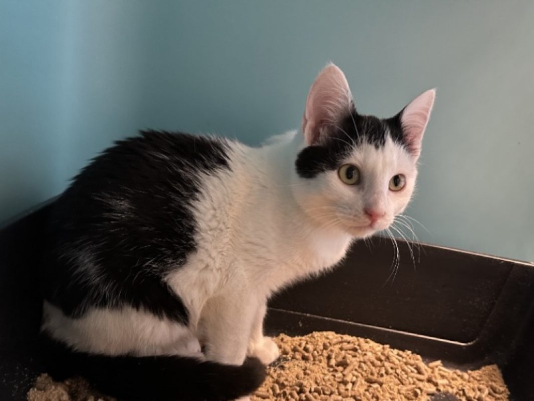 Kiwu - Chat Européen à adopter