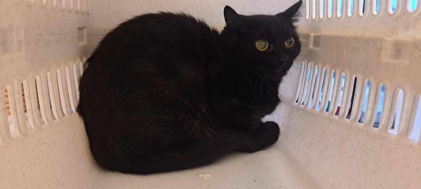 Darkrai - Chat Européen à adopter