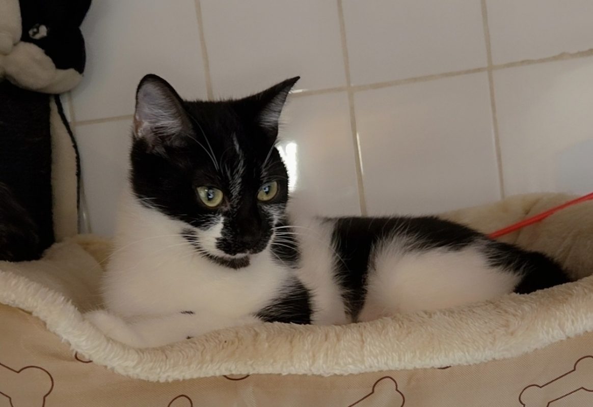 Pomme reservee - Chat Européen à adopter
