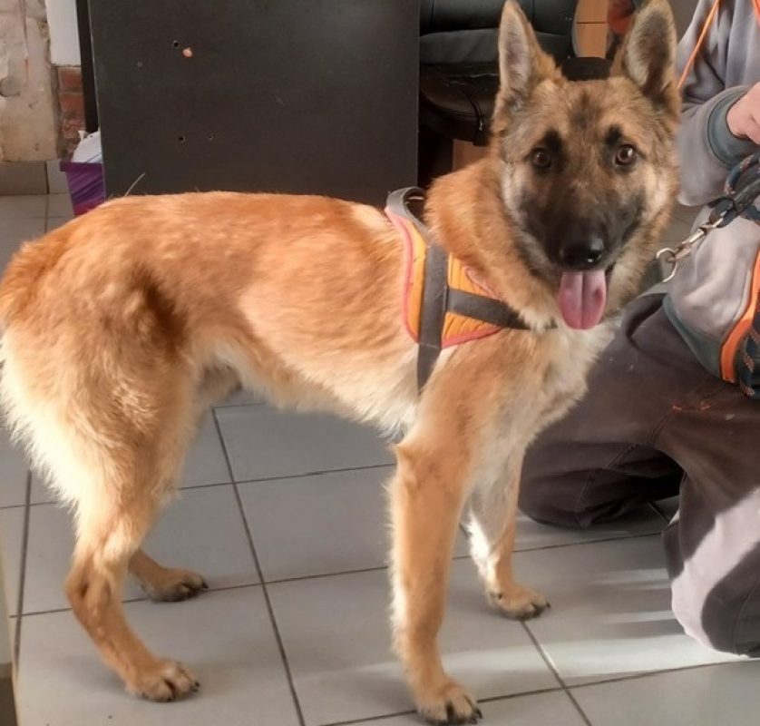 Berlin - Chien à adopter