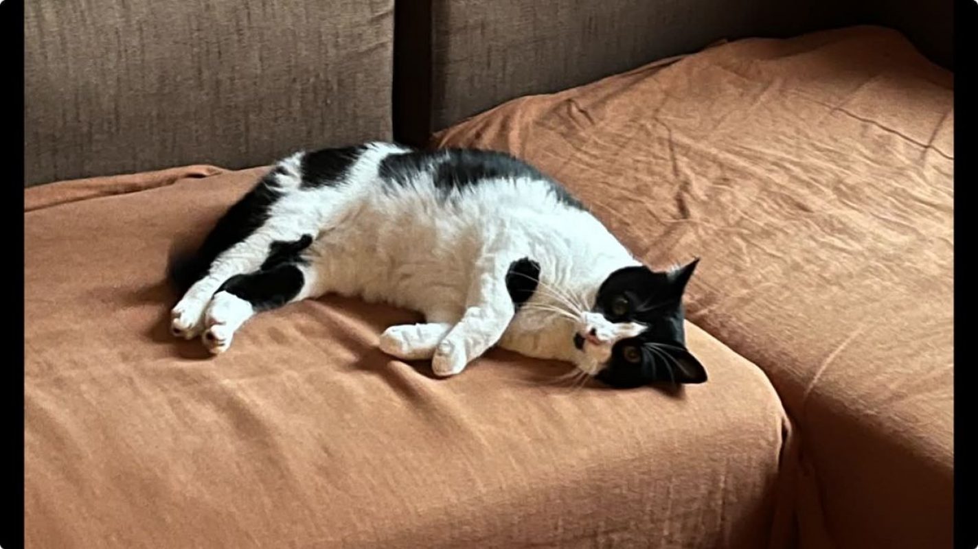 Tokyo - Chat Européen à adopter - photo 2
