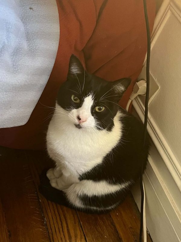 Tokyo - Chat Européen à adopter