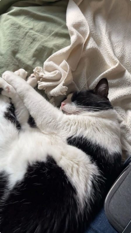 Tokyo - Chat Européen à adopter - photo 6