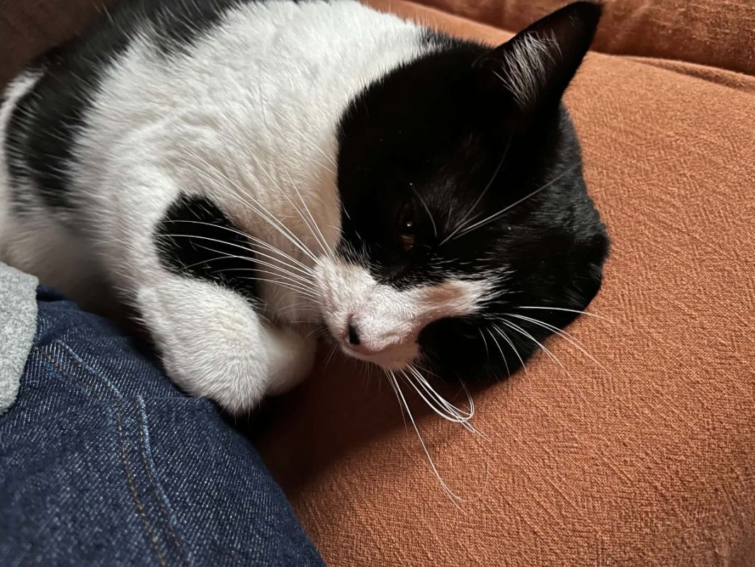 Tokyo - Chat Européen à adopter - photo 8