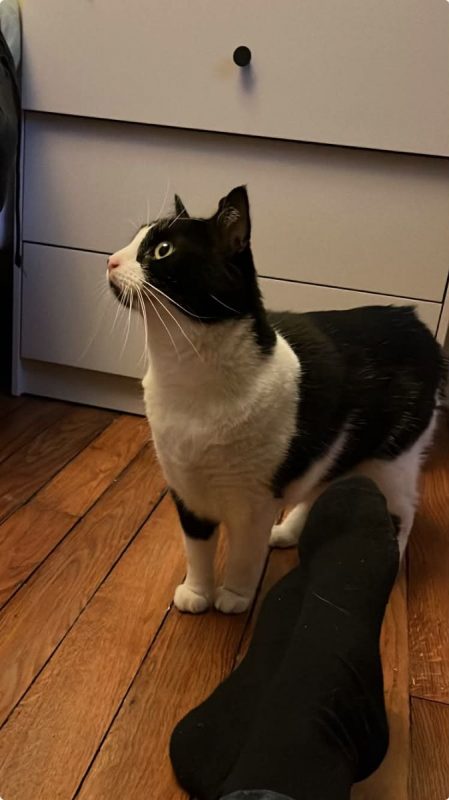 Tokyo - Chat Européen à adopter - photo 5