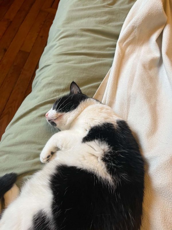Tokyo - Chat Européen à adopter - photo 7