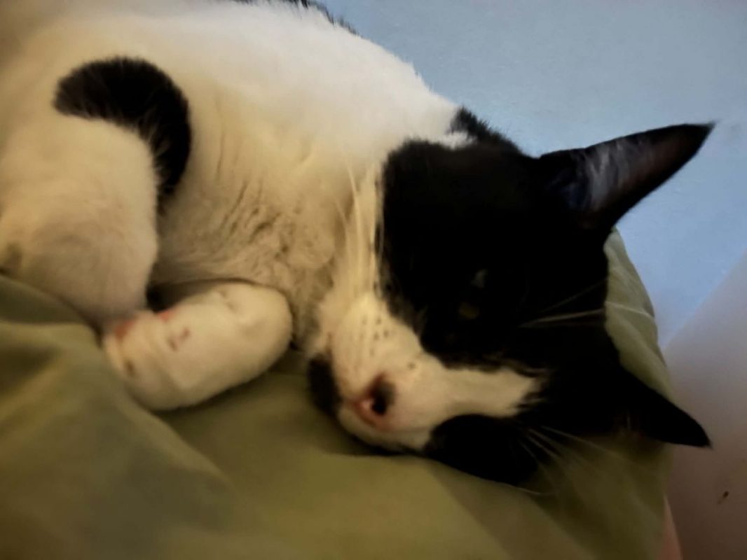 Tokyo - Chat Européen à adopter - photo 3