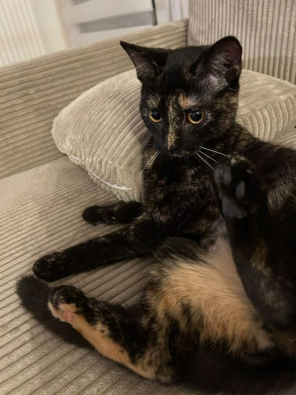 Perséphone - Chat à adopter - photo 6