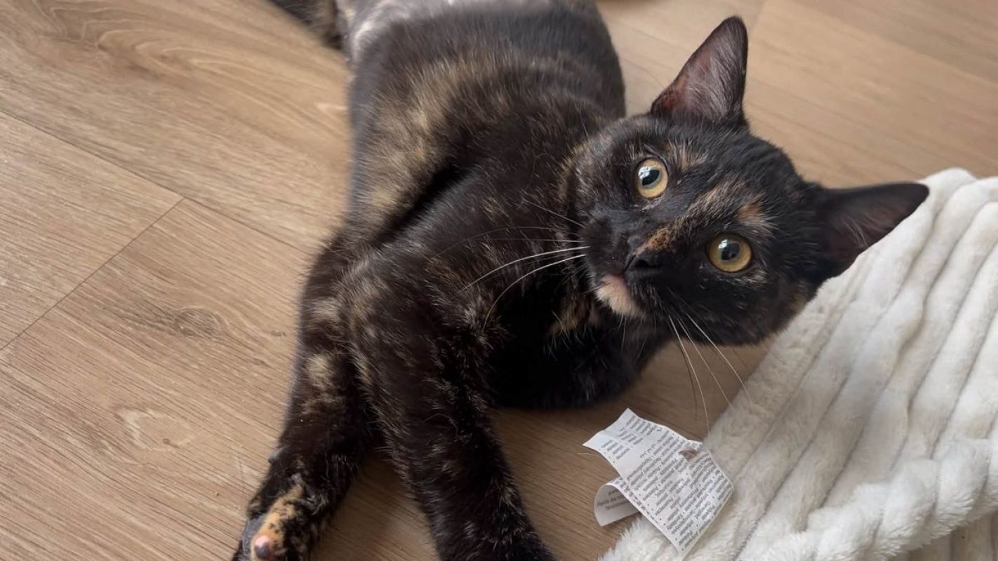 Perséphone - Chat à adopter - photo 10